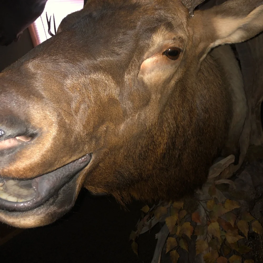 Elk mount